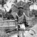William Beebe - thumbnail