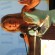 Lisa Scottoline - thumbnail