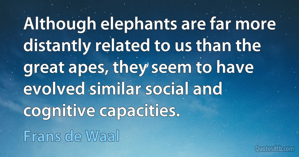 Although elephants are far more distantly related to us than the great apes, they seem to have evolved similar social and cognitive capacities. (Frans de Waal)