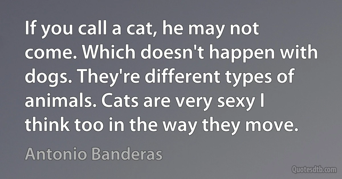 If you call a cat, he may not come. Which doesn't happen with dogs. They're different types of animals. Cats are very sexy I think too in the way they move. (Antonio Banderas)