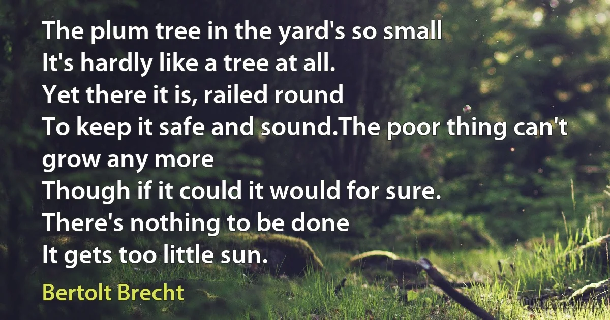 The plum tree in the yard's so small
It's hardly like a tree at all.
Yet there it is, railed round
To keep it safe and sound.The poor thing can't grow any more
Though if it could it would for sure.
There's nothing to be done
It gets too little sun. (Bertolt Brecht)