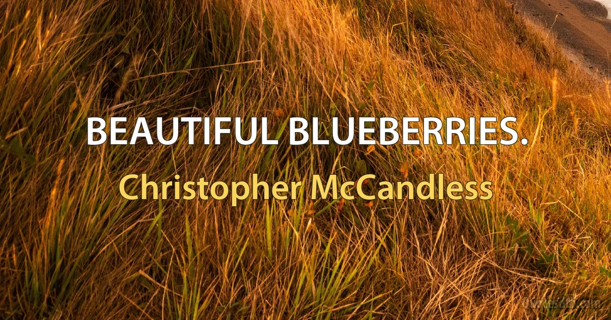 BEAUTIFUL BLUEBERRIES. (Christopher McCandless)