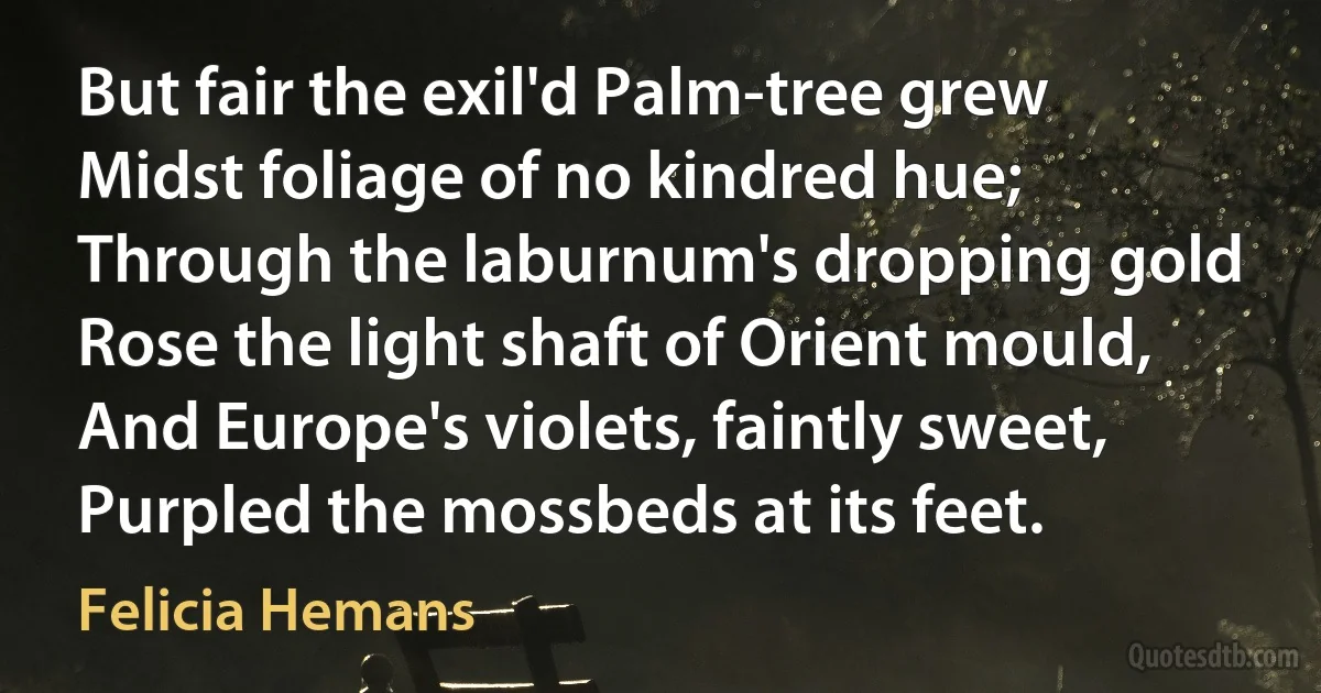 But fair the exil'd Palm-tree grew
Midst foliage of no kindred hue;
Through the laburnum's dropping gold
Rose the light shaft of Orient mould,
And Europe's violets, faintly sweet,
Purpled the mossbeds at its feet. (Felicia Hemans)