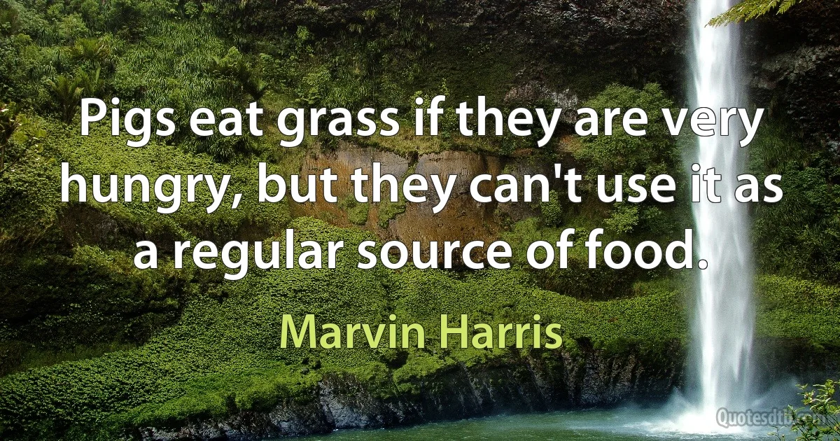 Pigs eat grass if they are very hungry, but they can't use it as a regular source of food. (Marvin Harris)