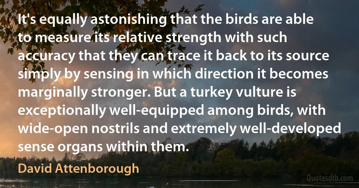 It's equally astonishing that the birds are able to measure its relative strength with such accuracy that they can trace it back to its source simply by sensing in which direction it becomes marginally stronger. But a turkey vulture is exceptionally well-equipped among birds, with wide-open nostrils and extremely well-developed sense organs within them. (David Attenborough)