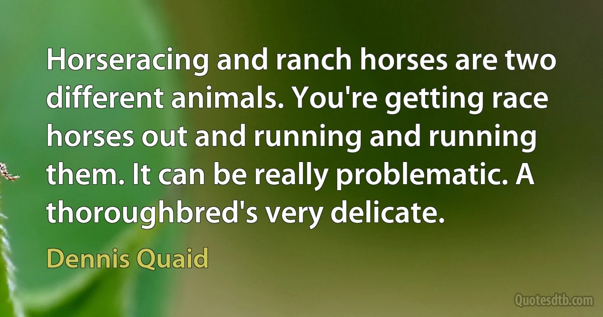 Horseracing and ranch horses are two different animals. You're getting race horses out and running and running them. It can be really problematic. A thoroughbred's very delicate. (Dennis Quaid)