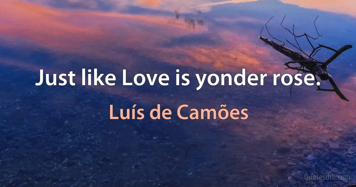 Just like Love is yonder rose. (Luís de Camões)