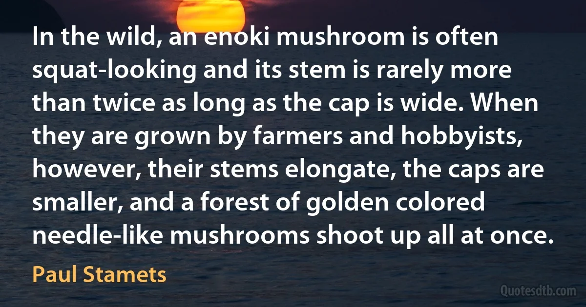 In the wild, an enoki mushroom is often squat-looking and its stem is rarely more than twice as long as the cap is wide. When they are grown by farmers and hobbyists, however, their stems elongate, the caps are smaller, and a forest of golden colored needle-like mushrooms shoot up all at once. (Paul Stamets)