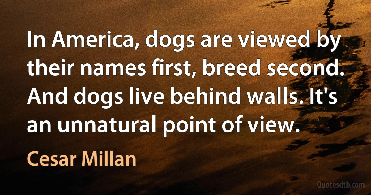 In America, dogs are viewed by their names first, breed second. And dogs live behind walls. It's an unnatural point of view. (Cesar Millan)