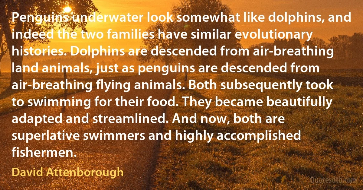 Penguins underwater look somewhat like dolphins, and indeed the two families have similar evolutionary histories. Dolphins are descended from air-breathing land animals, just as penguins are descended from air-breathing flying animals. Both subsequently took to swimming for their food. They became beautifully adapted and streamlined. And now, both are superlative swimmers and highly accomplished fishermen. (David Attenborough)