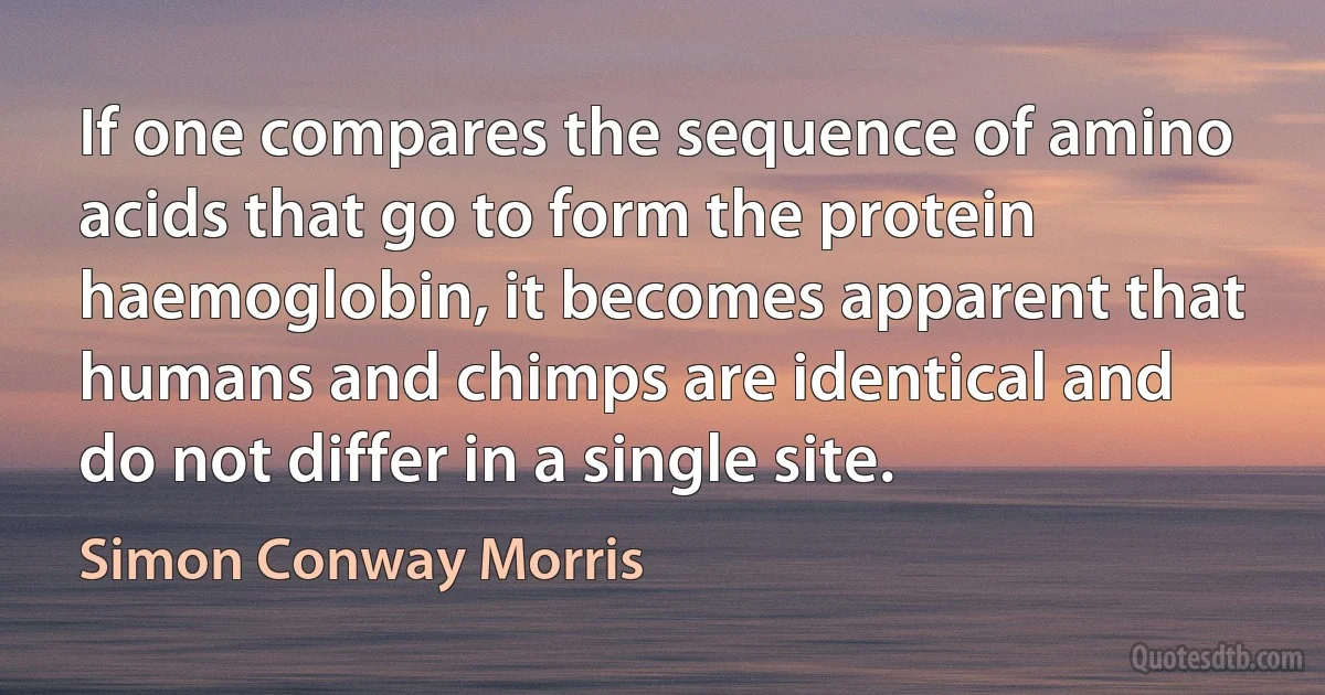 If one compares the sequence of amino acids that go to form the protein haemoglobin, it becomes apparent that humans and chimps are identical and do not differ in a single site. (Simon Conway Morris)