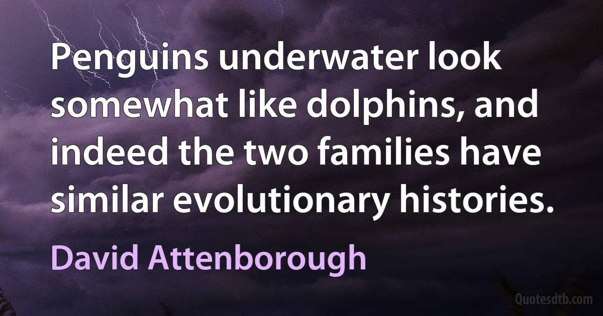 Penguins underwater look somewhat like dolphins, and indeed the two families have similar evolutionary histories. (David Attenborough)