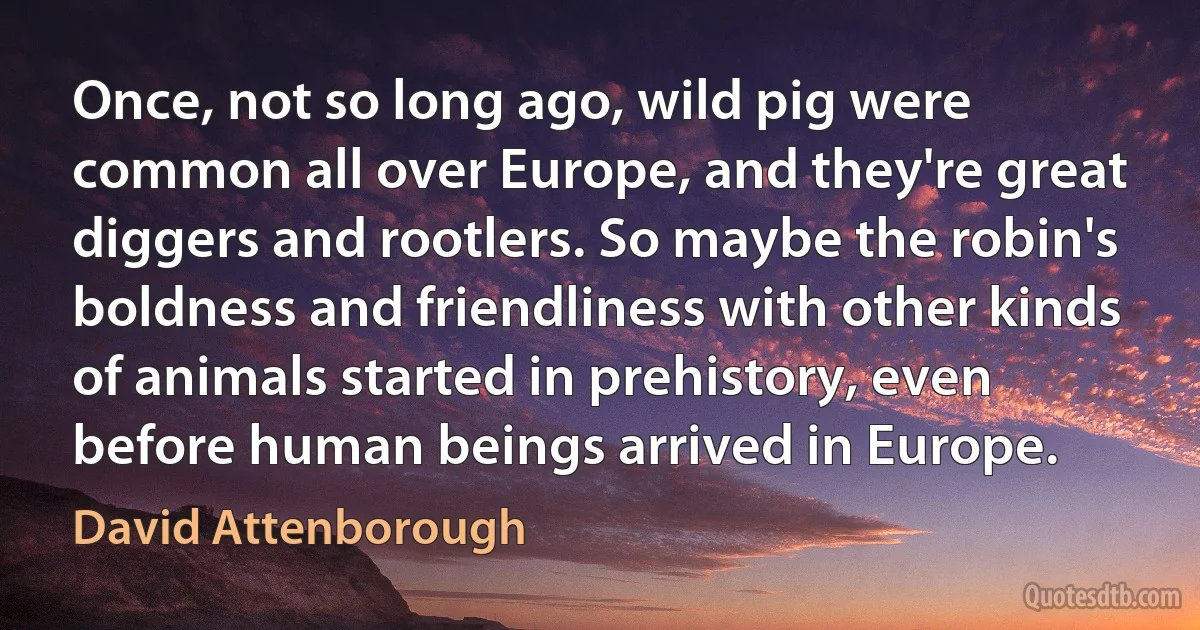 Once, not so long ago, wild pig were common all over Europe, and they're great diggers and rootlers. So maybe the robin's boldness and friendliness with other kinds of animals started in prehistory, even before human beings arrived in Europe. (David Attenborough)