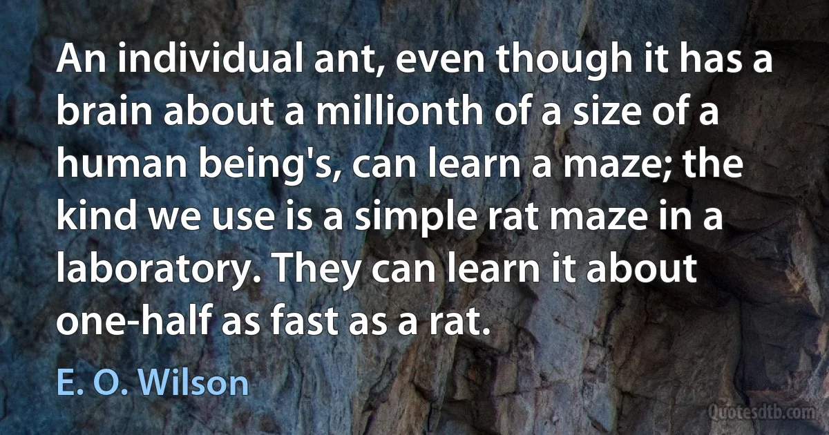 An individual ant, even though it has a brain about a millionth of a size of a human being's, can learn a maze; the kind we use is a simple rat maze in a laboratory. They can learn it about one-half as fast as a rat. (E. O. Wilson)