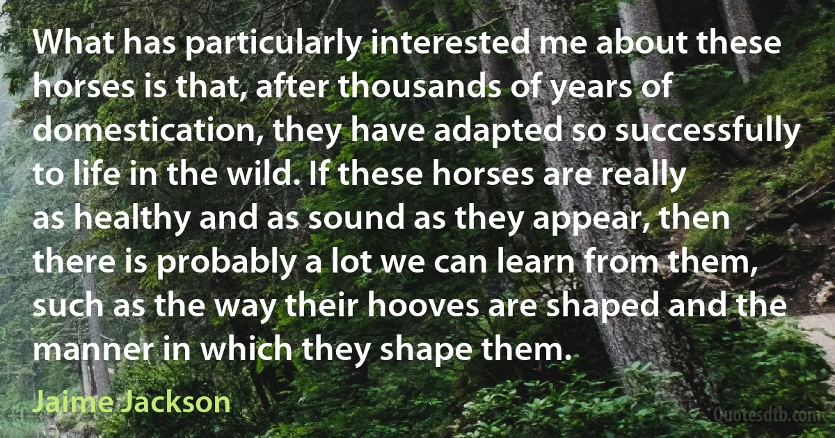 What has particularly interested me about these horses is that, after thousands of years of domestication, they have adapted so successfully to life in the wild. If these horses are really as healthy and as sound as they appear, then there is probably a lot we can learn from them, such as the way their hooves are shaped and the manner in which they shape them. (Jaime Jackson)