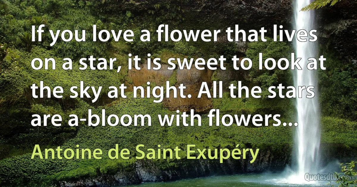 If you love a flower that lives on a star, it is sweet to look at the sky at night. All the stars are a-bloom with flowers... (Antoine de Saint Exupéry)