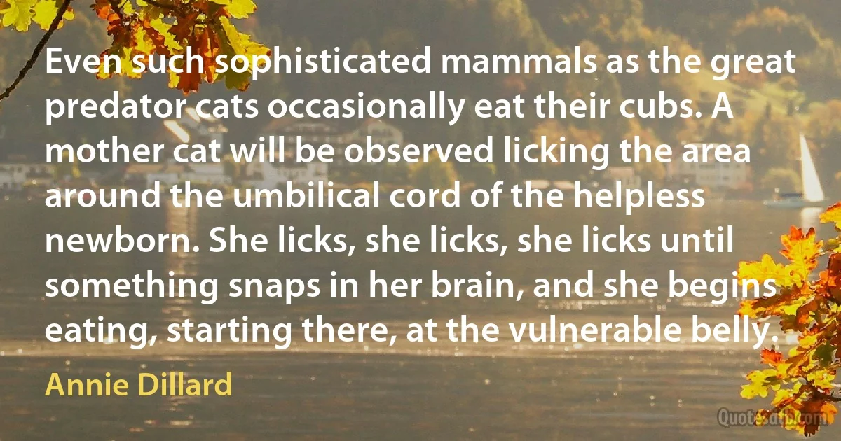 Even such sophisticated mammals as the great predator cats occasionally eat their cubs. A mother cat will be observed licking the area around the umbilical cord of the helpless newborn. She licks, she licks, she licks until something snaps in her brain, and she begins eating, starting there, at the vulnerable belly. (Annie Dillard)