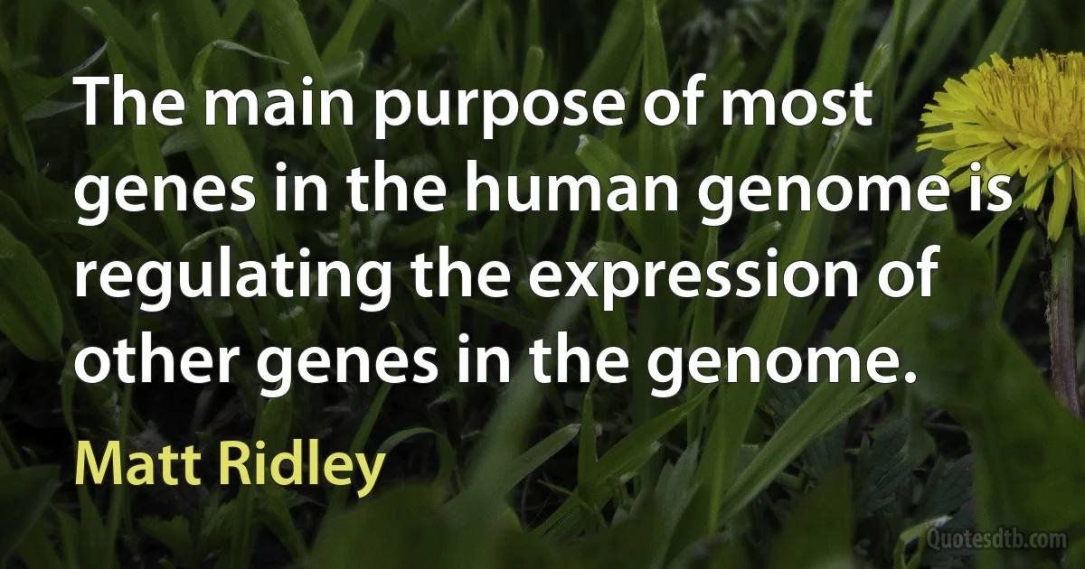 The main purpose of most genes in the human genome is regulating the expression of other genes in the genome. (Matt Ridley)