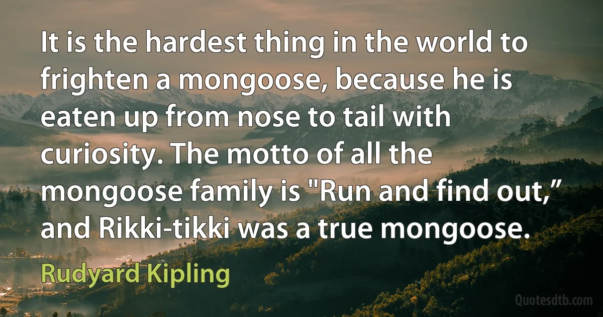 It is the hardest thing in the world to frighten a mongoose, because he is eaten up from nose to tail with curiosity. The motto of all the mongoose family is "Run and find out,” and Rikki-tikki was a true mongoose. (Rudyard Kipling)