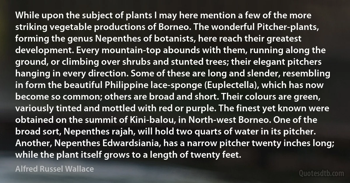 While upon the subject of plants I may here mention a few of the more striking vegetable productions of Borneo. The wonderful Pitcher-plants, forming the genus Nepenthes of botanists, here reach their greatest development. Every mountain-top abounds with them, running along the ground, or climbing over shrubs and stunted trees; their elegant pitchers hanging in every direction. Some of these are long and slender, resembling in form the beautiful Philippine lace-sponge (Euplectella), which has now become so common; others are broad and short. Their colours are green, variously tinted and mottled with red or purple. The finest yet known were obtained on the summit of Kini-balou, in North-west Borneo. One of the broad sort, Nepenthes rajah, will hold two quarts of water in its pitcher. Another, Nepenthes Edwardsiania, has a narrow pitcher twenty inches long; while the plant itself grows to a length of twenty feet. (Alfred Russel Wallace)