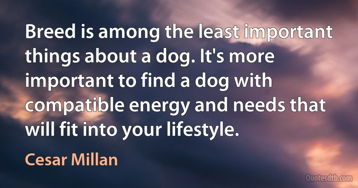 Breed is among the least important things about a dog. It's more important to find a dog with compatible energy and needs that will fit into your lifestyle. (Cesar Millan)