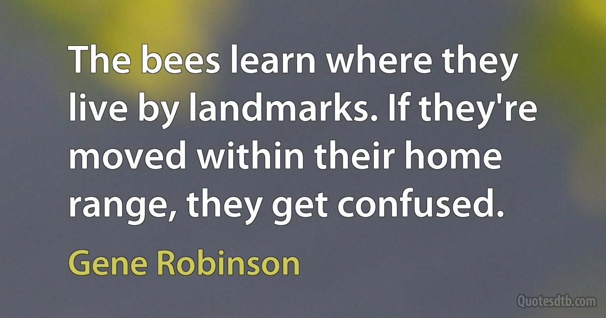 The bees learn where they live by landmarks. If they're moved within their home range, they get confused. (Gene Robinson)