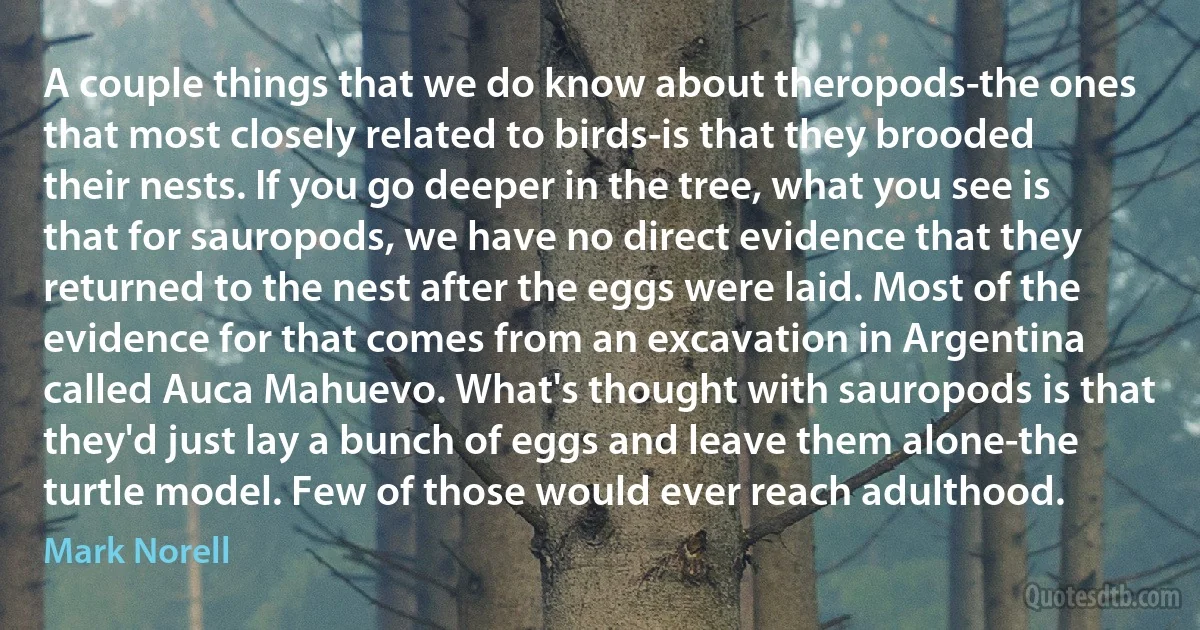 A couple things that we do know about theropods-the ones that most closely related to birds-is that they brooded their nests. If you go deeper in the tree, what you see is that for sauropods, we have no direct evidence that they returned to the nest after the eggs were laid. Most of the evidence for that comes from an excavation in Argentina called Auca Mahuevo. What's thought with sauropods is that they'd just lay a bunch of eggs and leave them alone-the turtle model. Few of those would ever reach adulthood. (Mark Norell)