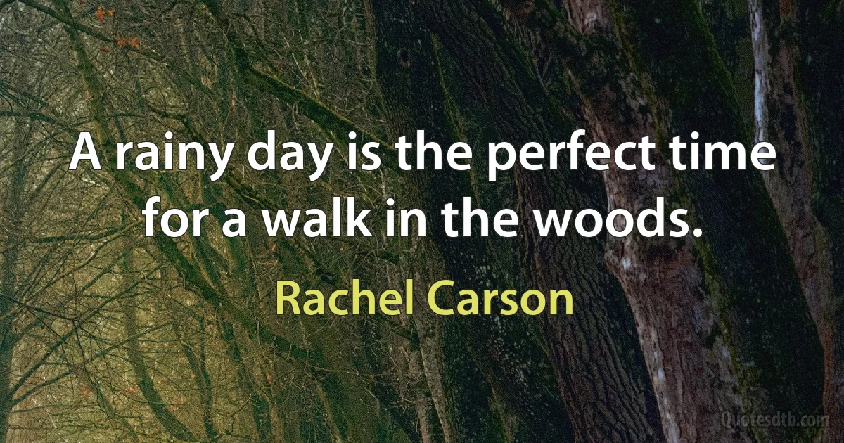 A rainy day is the perfect time for a walk in the woods. (Rachel Carson)