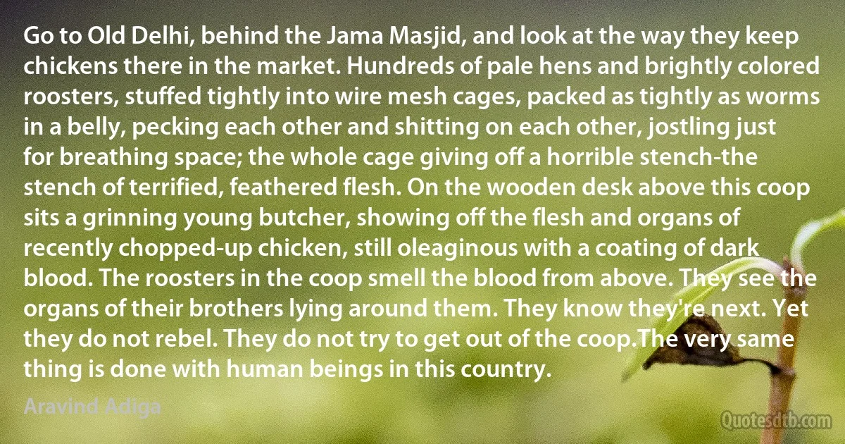 Go to Old Delhi, behind the Jama Masjid, and look at the way they keep chickens there in the market. Hundreds of pale hens and brightly colored roosters, stuffed tightly into wire mesh cages, packed as tightly as worms in a belly, pecking each other and shitting on each other, jostling just for breathing space; the whole cage giving off a horrible stench-the stench of terrified, feathered flesh. On the wooden desk above this coop sits a grinning young butcher, showing off the flesh and organs of recently chopped-up chicken, still oleaginous with a coating of dark blood. The roosters in the coop smell the blood from above. They see the organs of their brothers lying around them. They know they're next. Yet they do not rebel. They do not try to get out of the coop.The very same thing is done with human beings in this country. (Aravind Adiga)