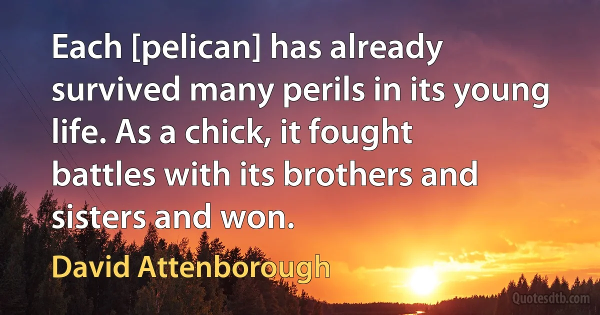 Each [pelican] has already survived many perils in its young life. As a chick, it fought battles with its brothers and sisters and won. (David Attenborough)