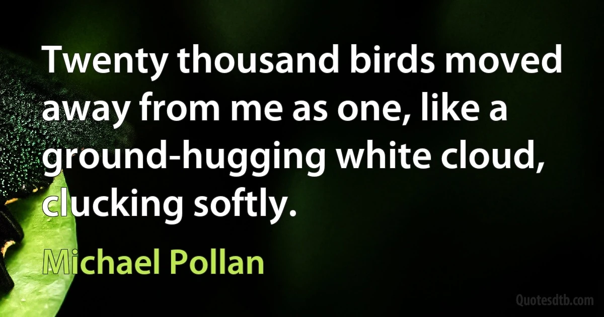 Twenty thousand birds moved away from me as one, like a ground-hugging white cloud, clucking softly. (Michael Pollan)