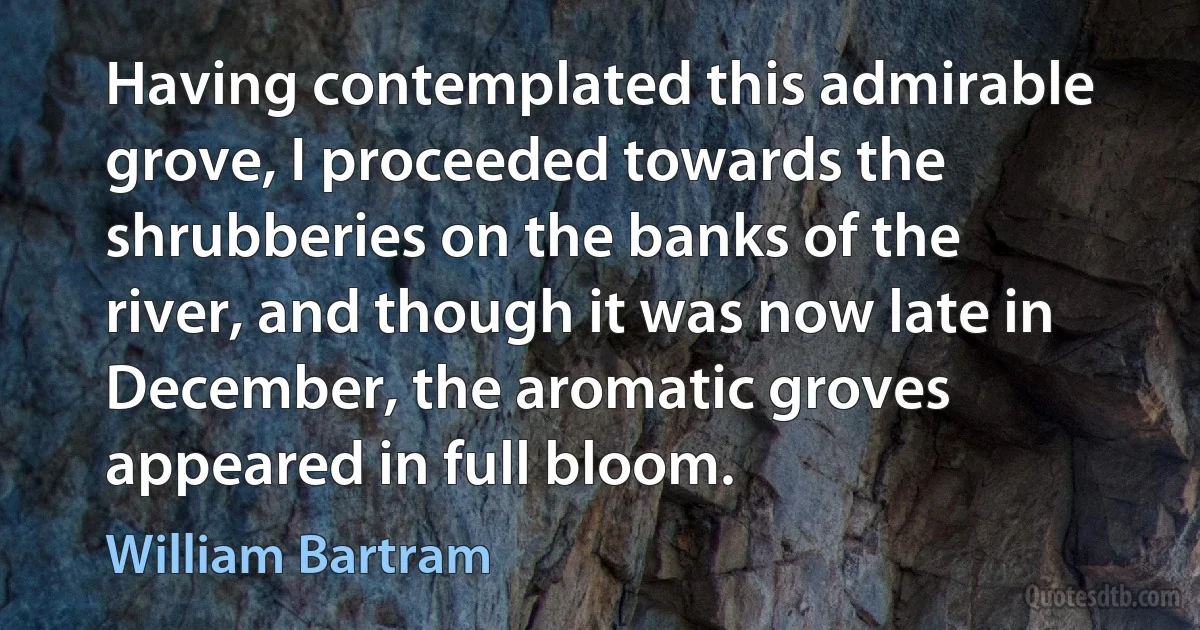 Having contemplated this admirable grove, I proceeded towards the shrubberies on the banks of the river, and though it was now late in December, the aromatic groves appeared in full bloom. (William Bartram)