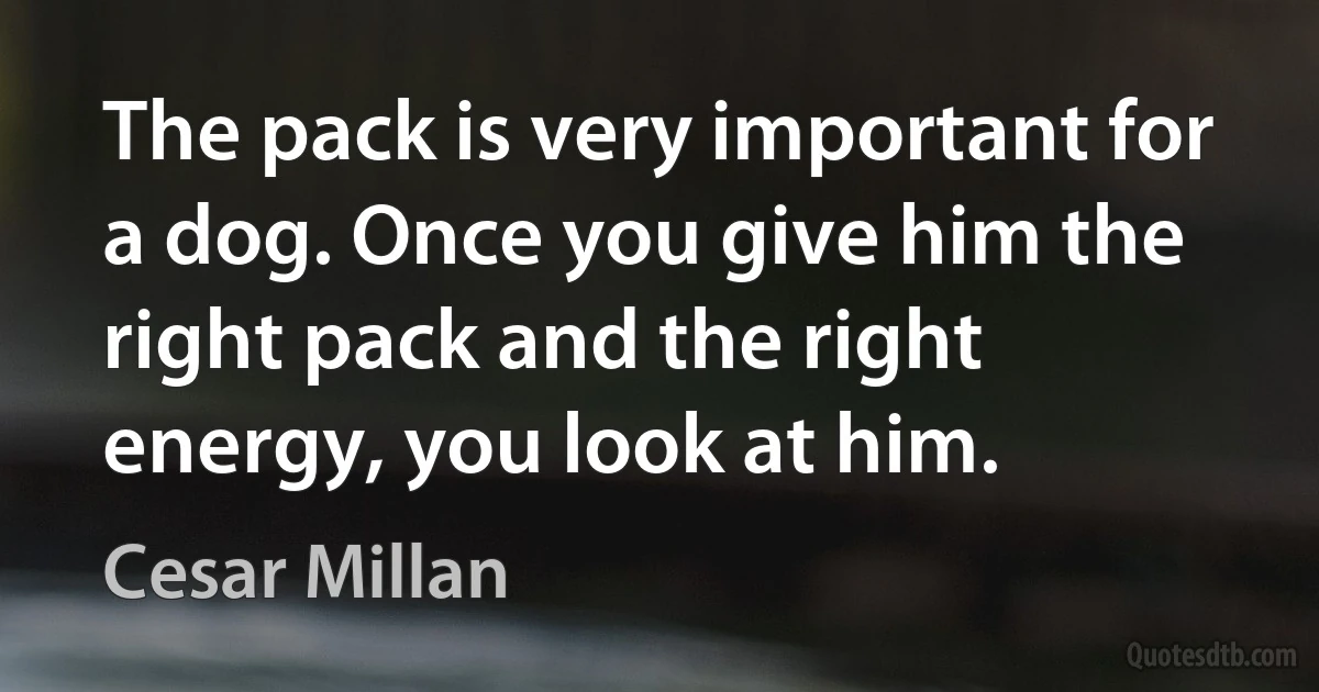 The pack is very important for a dog. Once you give him the right pack and the right energy, you look at him. (Cesar Millan)