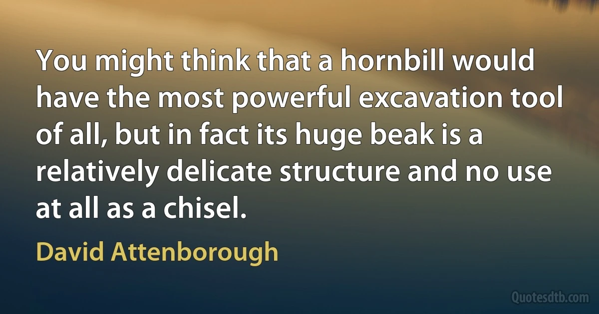 You might think that a hornbill would have the most powerful excavation tool of all, but in fact its huge beak is a relatively delicate structure and no use at all as a chisel. (David Attenborough)