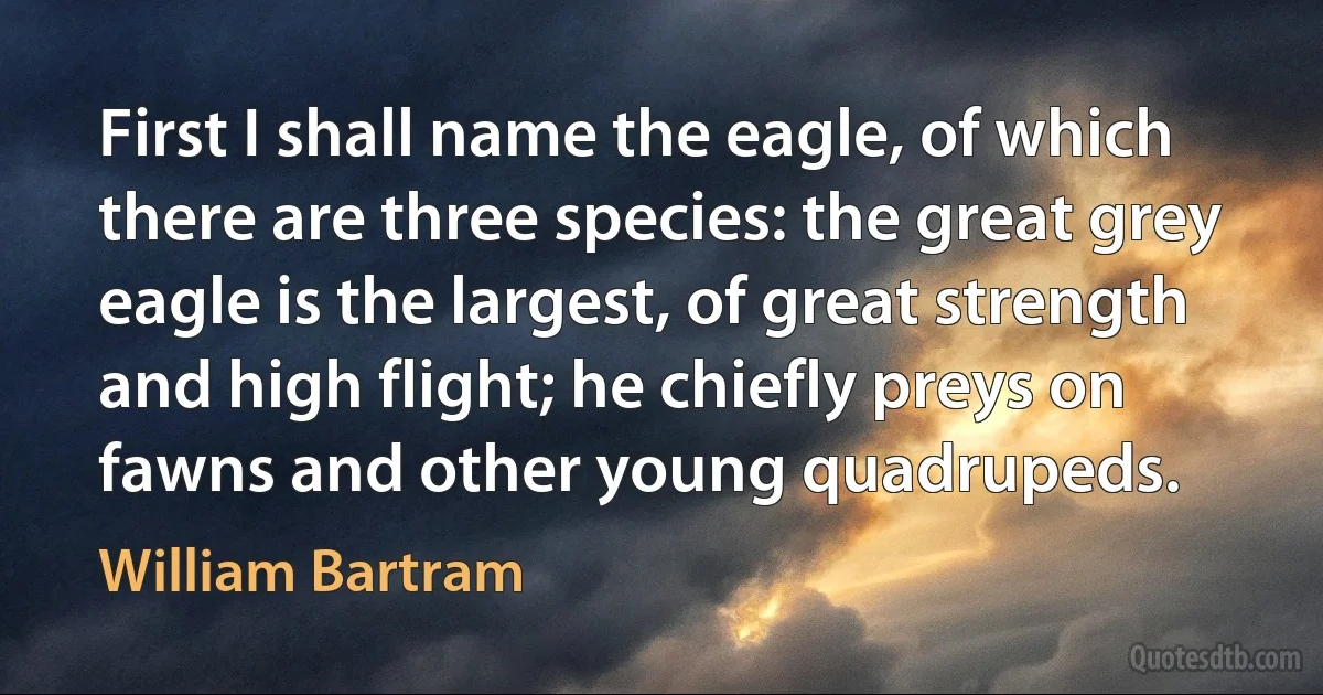 First I shall name the eagle, of which there are three species: the great grey eagle is the largest, of great strength and high flight; he chiefly preys on fawns and other young quadrupeds. (William Bartram)