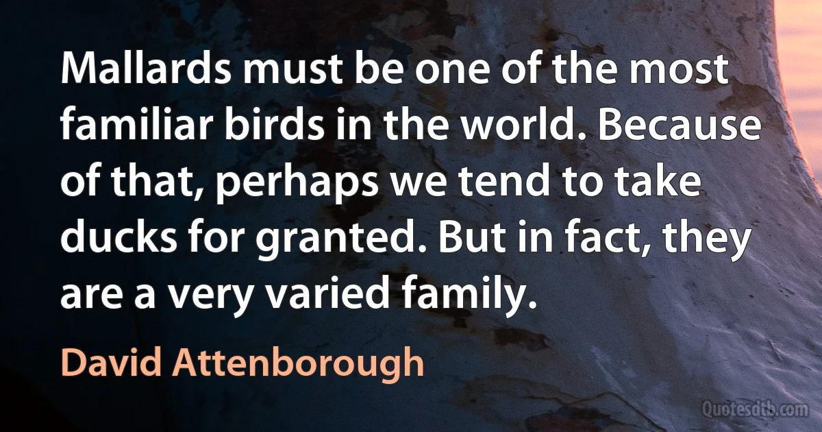 Mallards must be one of the most familiar birds in the world. Because of that, perhaps we tend to take ducks for granted. But in fact, they are a very varied family. (David Attenborough)