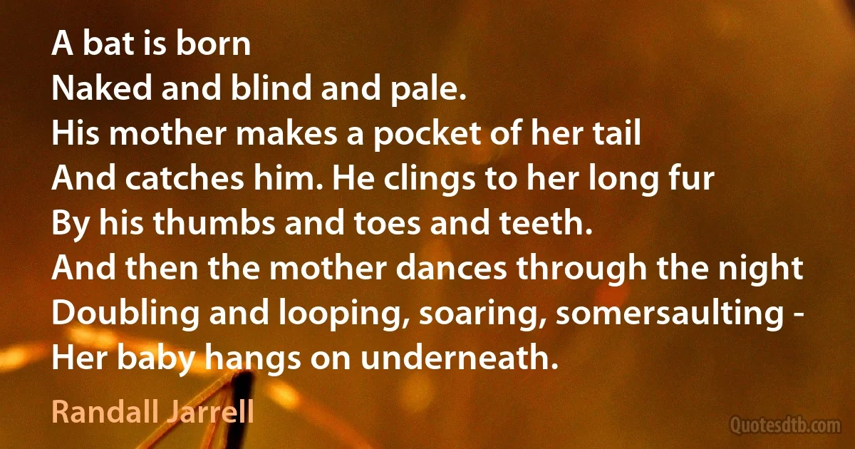 A bat is born
Naked and blind and pale.
His mother makes a pocket of her tail
And catches him. He clings to her long fur
By his thumbs and toes and teeth.
And then the mother dances through the night
Doubling and looping, soaring, somersaulting -
Her baby hangs on underneath. (Randall Jarrell)