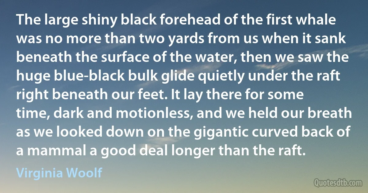 The large shiny black forehead of the first whale was no more than two yards from us when it sank beneath the surface of the water, then we saw the huge blue-black bulk glide quietly under the raft right beneath our feet. It lay there for some time, dark and motionless, and we held our breath as we looked down on the gigantic curved back of a mammal a good deal longer than the raft. (Virginia Woolf)