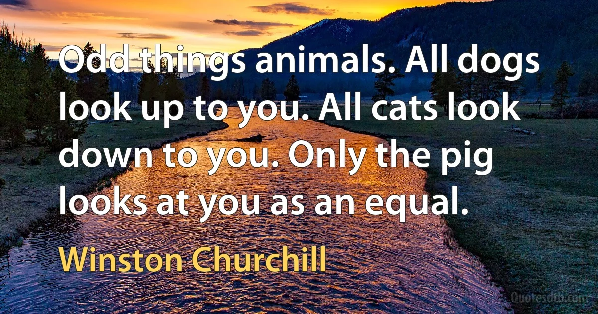 Odd things animals. All dogs look up to you. All cats look down to you. Only the pig looks at you as an equal. (Winston Churchill)