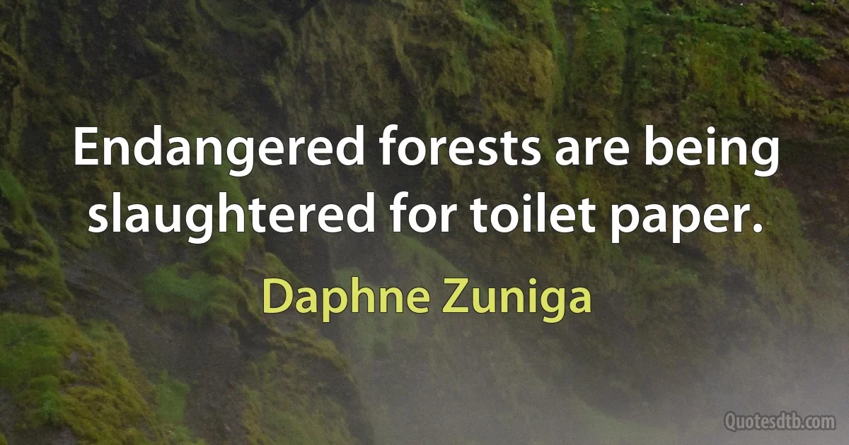 Endangered forests are being slaughtered for toilet paper. (Daphne Zuniga)