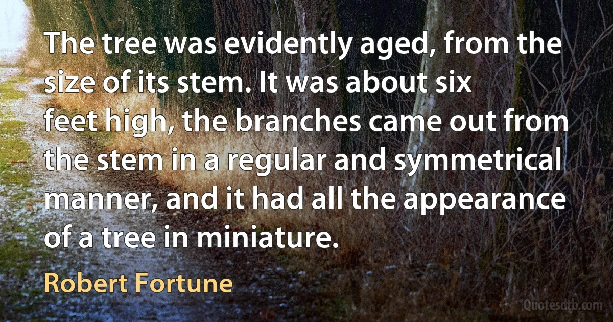 The tree was evidently aged, from the size of its stem. It was about six feet high, the branches came out from the stem in a regular and symmetrical manner, and it had all the appearance of a tree in miniature. (Robert Fortune)