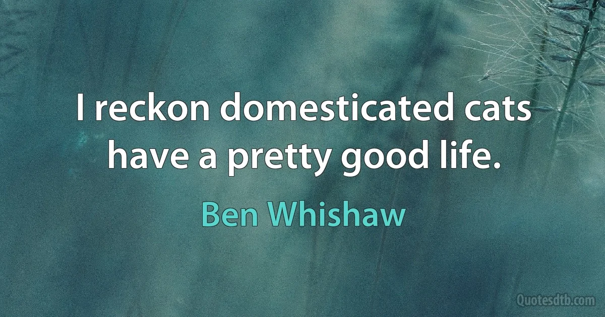 I reckon domesticated cats have a pretty good life. (Ben Whishaw)