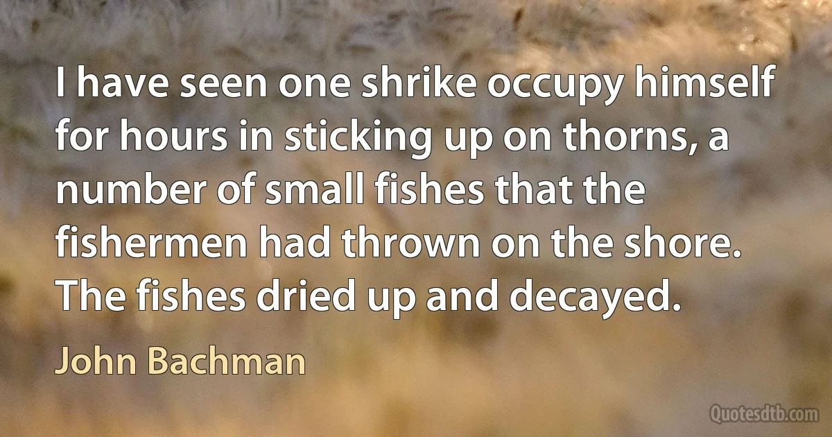 I have seen one shrike occupy himself for hours in sticking up on thorns, a number of small fishes that the fishermen had thrown on the shore. The fishes dried up and decayed. (John Bachman)