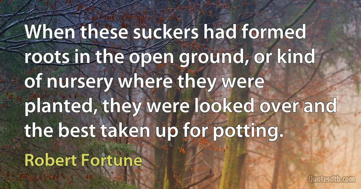 When these suckers had formed roots in the open ground, or kind of nursery where they were planted, they were looked over and the best taken up for potting. (Robert Fortune)