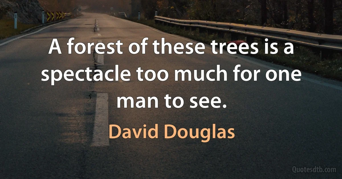 A forest of these trees is a spectacle too much for one man to see. (David Douglas)