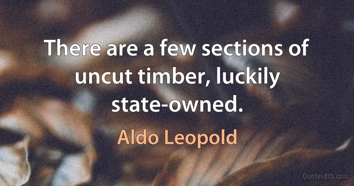 There are a few sections of uncut timber, luckily state-owned. (Aldo Leopold)