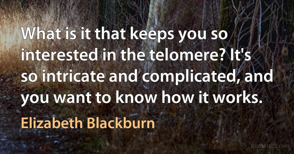 What is it that keeps you so interested in the telomere? It's so intricate and complicated, and you want to know how it works. (Elizabeth Blackburn)