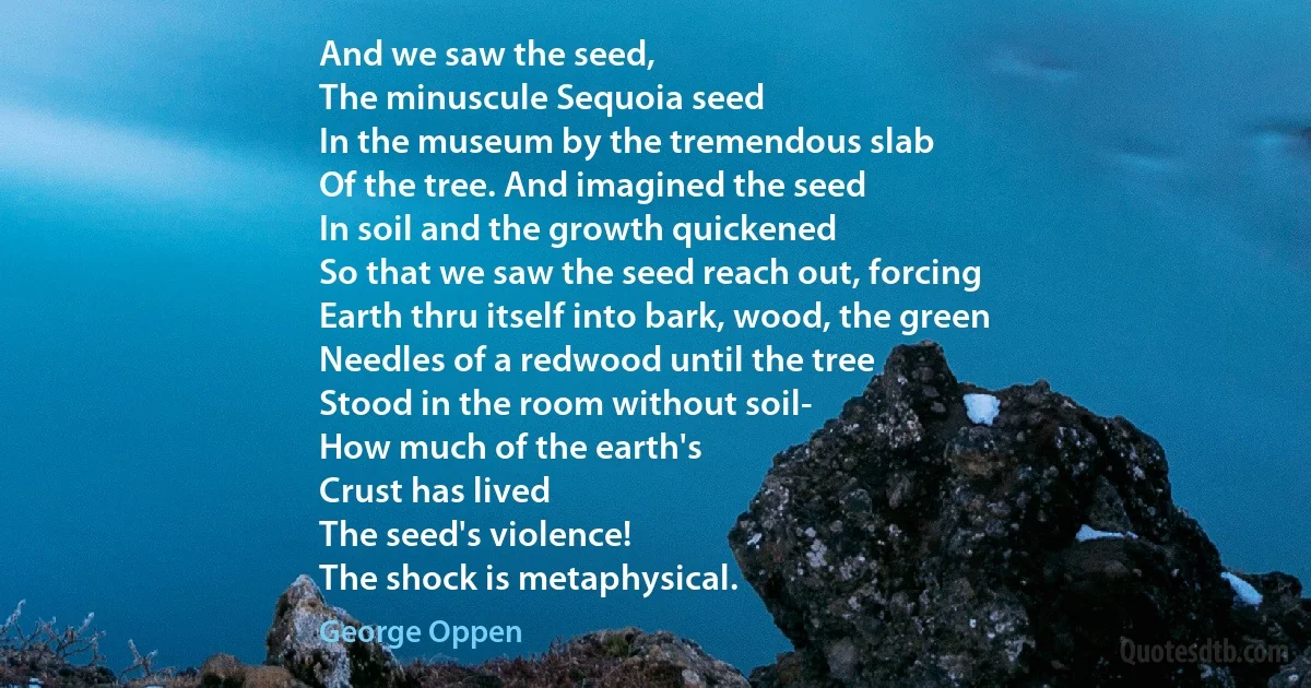 And we saw the seed,
The minuscule Sequoia seed
In the museum by the tremendous slab
Of the tree. And imagined the seed
In soil and the growth quickened
So that we saw the seed reach out, forcing
Earth thru itself into bark, wood, the green
Needles of a redwood until the tree
Stood in the room without soil-
How much of the earth's
Crust has lived
The seed's violence!
The shock is metaphysical. (George Oppen)