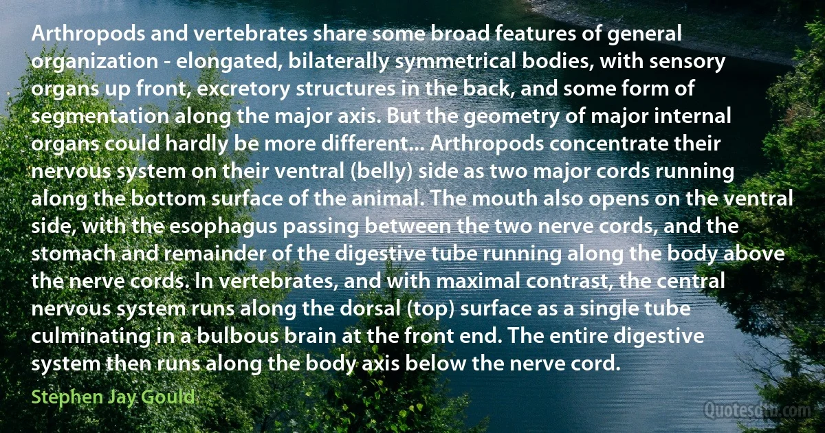 Arthropods and vertebrates share some broad features of general organization - elongated, bilaterally symmetrical bodies, with sensory organs up front, excretory structures in the back, and some form of segmentation along the major axis. But the geometry of major internal organs could hardly be more different... Arthropods concentrate their nervous system on their ventral (belly) side as two major cords running along the bottom surface of the animal. The mouth also opens on the ventral side, with the esophagus passing between the two nerve cords, and the stomach and remainder of the digestive tube running along the body above the nerve cords. In vertebrates, and with maximal contrast, the central nervous system runs along the dorsal (top) surface as a single tube culminating in a bulbous brain at the front end. The entire digestive system then runs along the body axis below the nerve cord. (Stephen Jay Gould)