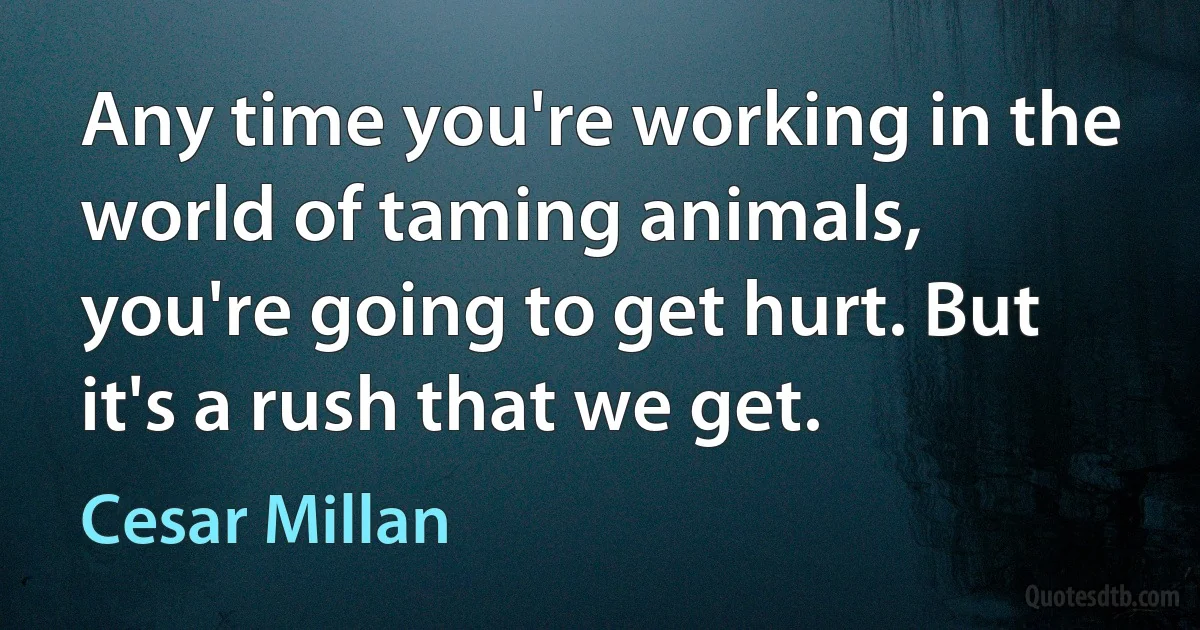 Any time you're working in the world of taming animals, you're going to get hurt. But it's a rush that we get. (Cesar Millan)